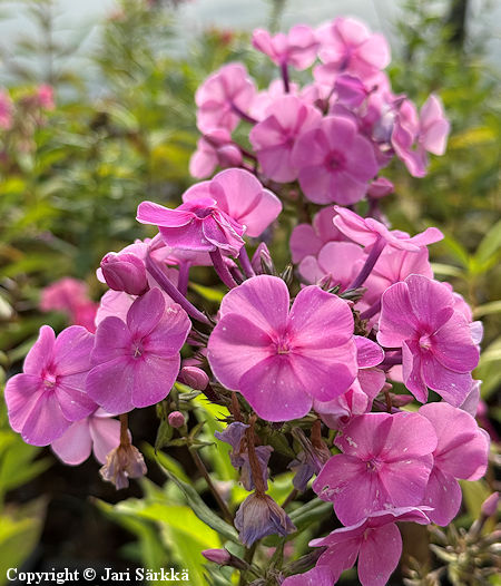 Phlox amplifolia 'Minnehaha', leimu